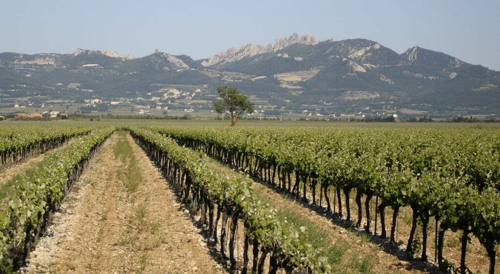 Domaine Martin