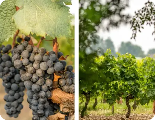 Vignobles JP Garde